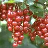 Raudonieji serbentai (Ribes rubrum L.)